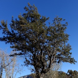 ALBERI. Fotografie di Giulio Azzarello &copy;2024.