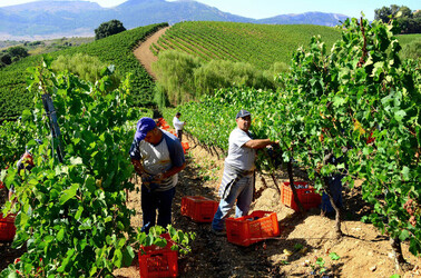 VENDEMMIA a S.Cristina Gela i coltivatori. Fotografie di Giulio Azzarello ©2016. VENDEMMIA a S.Cristina Gela i coltivatori. Fotografie di Giulio Azzarello ©2016.