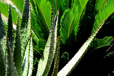 HABITAT NATURA in campagna. Fotografie di Giulio Azzarello ©2015 2016. HABITAT NATURA in campagna. Fotografie di Giulio Azzarello ©2015 2016.