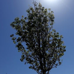 GIARDINO. Fotografie di Giulio Azzarello ©2022.