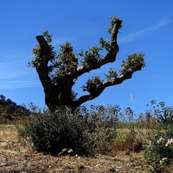 SEGESTA. Fotografie di Giulio Azzarello ©2024. SEGESTA. Fotografie di Giulio Azzarello ©2024.