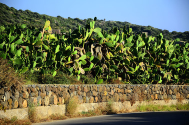 ISOLA DI USTICA la natura. Fotografie di Giulio Azzarello &copy;2016.