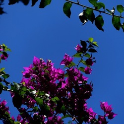 GIARDINO SICILIANO. Fotografie di Giulio Azzarello ©2022. GIARDINO SICILIANO. Fotografie di Giulio Azzarello ©2022.