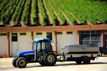 AZIENDA VITIVINICOLA in Sicilia. Fotografie di Giulio Azzarello ©2016. AZIENDA VITIVINICOLA in Sicilia. Fotografie di Giulio Azzarello ©2016.