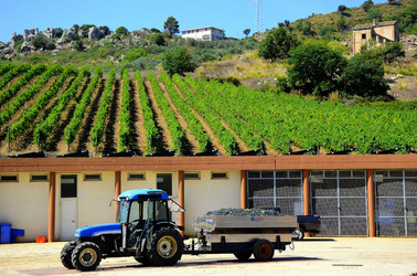 AZIENDA VITIVINICOLA in Sicilia. Fotografie di Giulio Azzarello ©2016. AZIENDA VITIVINICOLA in Sicilia. Fotografie di Giulio Azzarello ©2016.