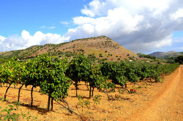 VENDEMMIA di AUTUNNO a S.Cristina Gela in Sicilia. Fotografie di Giulio Azzarello &copy;2016.