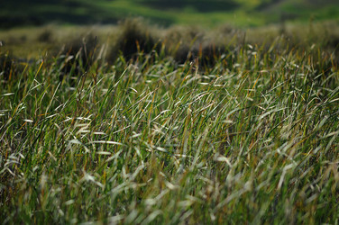PAESAGGIO SICILIANO nel luogo delle macalube in Sicilia. Fotografie di Giulio Azzarello &copy;2014.