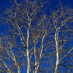 ALBERI. Fotografie di Giulio Azzarello &copy;2024.