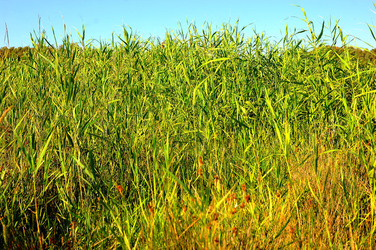 CANNETI in SICILIA. Fotografie di Giulio Azzarello &copy;2016.