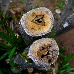 TRONCHI. Fotografie di Giulio Azzarello ©2022.