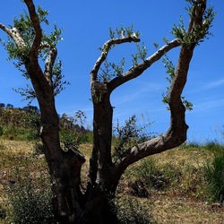 SEGESTA. Fotografie di Giulio Azzarello ©2024. SEGESTA. Fotografie di Giulio Azzarello ©2024.