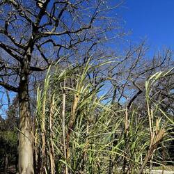 ORTO BOTANICO DI PALERMO. Fotografie di Giulio Azzarello ©2022. ORTO BOTANICO DI PALERMO. Fotografie di Giulio Azzarello ©2022.