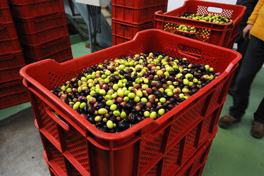 TIPICO FRANTOIO fotografie di Giulio Azzarello ©2014. TIPICO FRANTOIO fotografie di Giulio Azzarello ©2014.