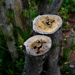 TRONCHI. Fotografie di Giulio Azzarello ©2022.