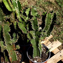 ZISA. Fotografie di Giulio Azzarello &copy;2023.