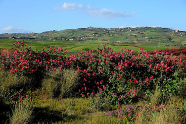 PAESAGGIO SICILIANO nel luogo delle macalube in Sicilia. Fotografie di Giulio Azzarello &copy;2014.