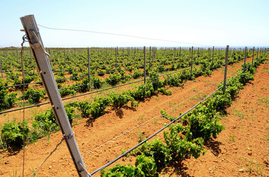 VIGNETO GIOVANE in Sicilia fotografie di Giulio Azzarello &copy;2016.