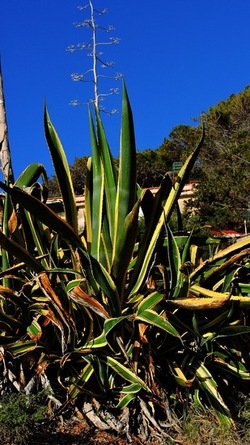 CAPO RAMA riserva naturale Terrasini. Fotografie di Giulio Azzarello &copy;2020.