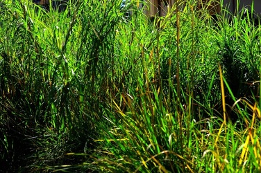 ORTO BOTANICO di Palermo nel maggio 2018. Fotografie di Giulio Azzarello &copy;2018.