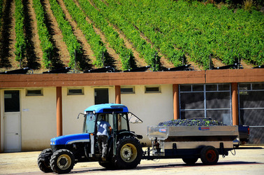 AZIENDA VITIVINICOLA in Sicilia. Fotografie di Giulio Azzarello ©2016. AZIENDA VITIVINICOLA in Sicilia. Fotografie di Giulio Azzarello ©2016.