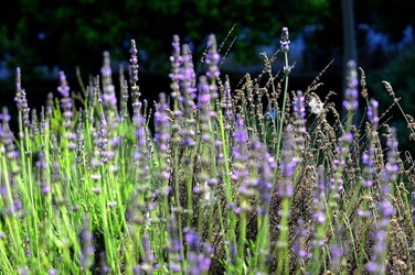 ORTO BOTANICO di Palermo nel maggio 2018. Fotografie di Giulio Azzarello &copy;2018.