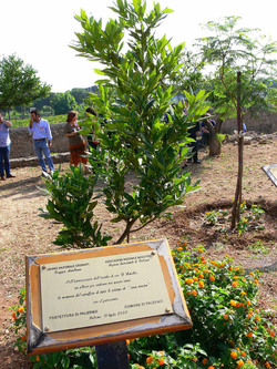 GIARDINO DELLA MEMORIA in Sicilia. Fotografie di Giulio Azzarello &copy;2014.