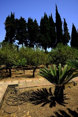 GIARDINO fotografie di Giulio Azzarello ©2019. GIARDINO fotografie di Giulio Azzarello ©2019.