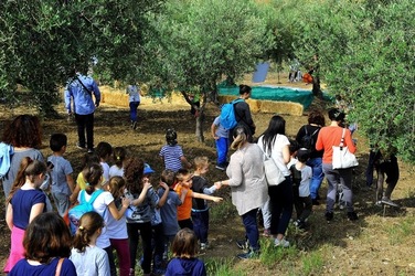 FRANTOIO GULLO ad Aliminusa in Sicilia. Fotografie di Giulio Azzarello &copy;2018.