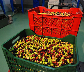 TIPICO FRANTOIO fotografie di Giulio Azzarello ©2014. TIPICO FRANTOIO fotografie di Giulio Azzarello ©2014.