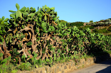 ISOLA DI USTICA la natura. Fotografie di Giulio Azzarello &copy;2016.