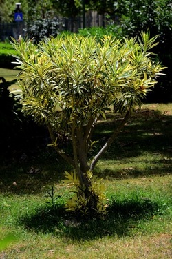 GIARDINO ARABO fotografie di Giulio Azzarello ©2021. GIARDINO ARABO fotografie di Giulio Azzarello ©2021.