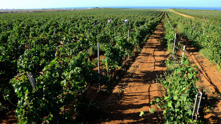 VENDEMMIA a Mazzara del Vallo in Sicilia con i contadini. Fotografie di Giulio Azzarello ©2016. VENDEMMIA a Mazzara del Vallo in Sicilia con i contadini. Fotografie di Giulio Azzarello ©2016.
