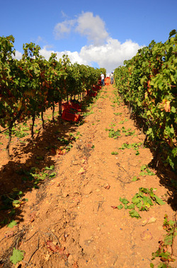 VENDEMMIA di AUTUNNO a S.Cristina Gela in Sicilia. Fotografie di Giulio Azzarello &copy;2016.