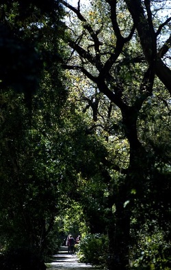 ORTO BOTANICO di Palermo. Fotografie di Giulio Azzarello ©2021.