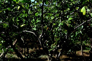 GIARDINO SICILIANO fotografie di Giulio Azzarello &copy;2020.