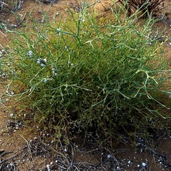 SELINUNTE. Fotografie di Giulio Azzarello ©2022. SELINUNTE. Fotografie di Giulio Azzarello ©2022.