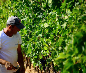 VENDEMMIA a S.Cristina Gela i coltivatori. Fotografie di Giulio Azzarello ©2016. VENDEMMIA a S.Cristina Gela i coltivatori. Fotografie di Giulio Azzarello ©2016.