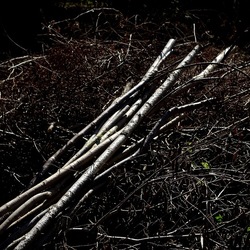 RAMI E ROVI. Fotografie di Giulio Azzarello ©2023. RAMI E ROVI. Fotografie di Giulio Azzarello ©2023.