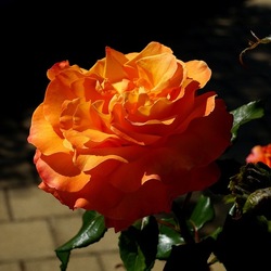 ROSETO. Fotografie di Giulio Azzarello &copy;2022.