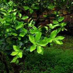 AUTUNNO fotografie di Giulio Azzarello ©2021. AUTUNNO fotografie di Giulio Azzarello ©2021.