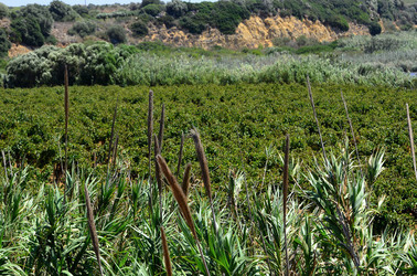 GORGHI TONDI oasi di vigneti e piante Mazzara del Vallo in Sicilia. Foto di Giulio Azzarello ©2016. GORGHI TONDI oasi di vigneti e piante Mazzara del Vallo in Sicilia. Foto di Giulio Azzarello ©2016.