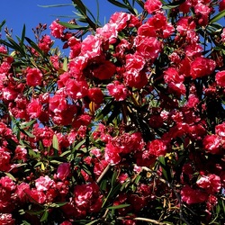 CAMPEGGIO fotografie di Giulio Azzarello ©2019. CAMPEGGIO fotografie di Giulio Azzarello ©2019.