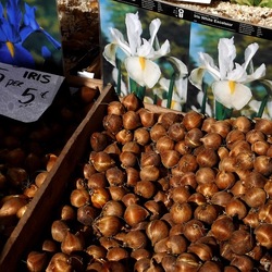 ORTO BOTANICO di PALERMO. Fotografie di Giulio Azzarello ©2019.