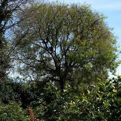 PIANTE. Fotografie di Giulio Azzarello &copy;2022.