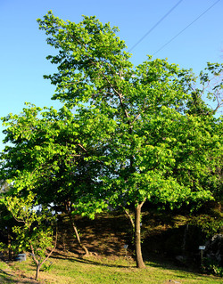 GOLE DELL ALCANTARA in Sicilia. Fotografie di Giulio Azzarello &copy;2016.