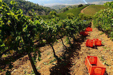 VENDEMMIA a S.Cristina Gela in Sicilia. Fotografie di Giulio Azzarello &copy;2016.
