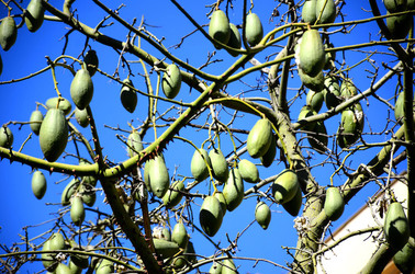 MACCHIA MEDITERRANEA in Sicilia. Fotografie di Giulio Azzarello &copy;2106.