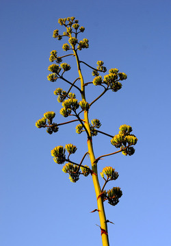 ISOLA DI USTICA la natura. Fotografie di Giulio Azzarello &copy;2016.