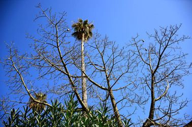 MACCHIA MEDITERRANEA in Sicilia. Fotografie di Giulio Azzarello &copy;2106.