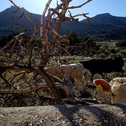 BESTIE. Fotografie di Giulio Azzarello ©2022. BESTIE. Fotografie di Giulio Azzarello ©2022.